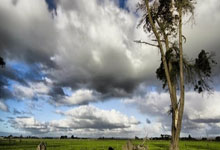 亚星官网：[NBA]福克斯绝杀灰熊 杰克逊遗憾空砍.